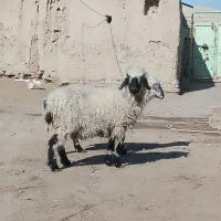 دوتا گوسفند بلوچی جمل زا آبست