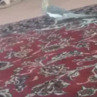 عروس هلندی