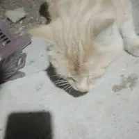 گربه دست اموز|گربه|خمین, |دیوار