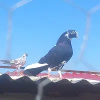 کفتر پرشی