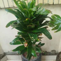 گل دراسینا کامپکت