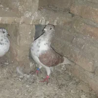 کفتر دورگ نصل دار