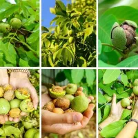 نهال گردو تخم مرغی و انواع گردو