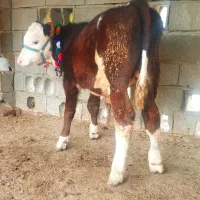 دوراس گوساله سیمینتال نر کورمادرزاد از گاو