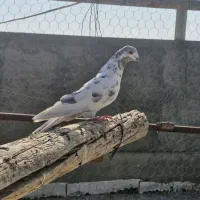 کفتر پرشی|پرنده|اردکان, |دیوار