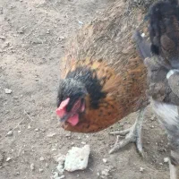 یک عدد مرغ و خروس