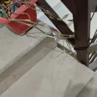 گل لاو لاو همراه یه گلدان اضافه