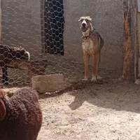 کچوک 15 ماه جنس عالی دهن پاک ودرشت