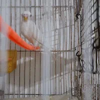 جوجه مرغ عشق و عروس هلندی سرلاکی ابی آلبینو....|پرنده|مشهد, پنجتن|دیوار