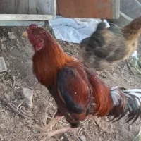 خروس لاری