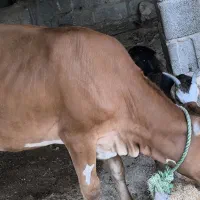 فروش گاو کهره و بره  به صورت یک جا  روستای کنگریشه|حیوانات مزرعه|گراش, |دیوار