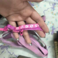 قلاده سگ|لوازم جانبی حیوانات|مشهد, زیبا شهر|دیوار