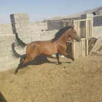 اسب مادیان