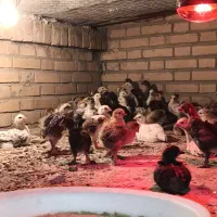 جوجه مرغ پاپر