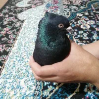 کبوتر|پرنده|سوسنگرد, |دیوار