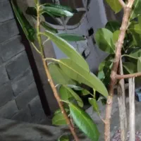 گل بانه