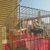 مرغ عشق|پرنده|کرج, حصارک بالا|دیوار