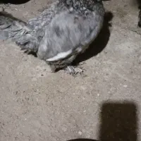 مرغ|حیوانات مزرعه|همدان, |دیوار