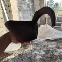 قدیمی|کلکسیون اشیاء عتیقه|کومله, |دیوار