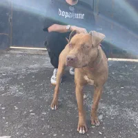 سگ پیتبول تریر