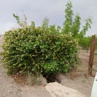 باغ واقعه در کلاته ملک