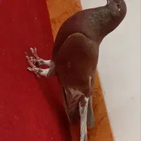 گلی دمسفید و زاغ ریشی ودمسیاه