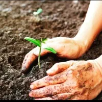 کود گاوی مرغوب تک و تریلی|خدمات باغبانی و درختکاری|بم, |دیوار