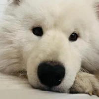 سگ کاملا خانگی ،برای ساکنین مهرشهر کرج