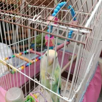 طوطی برزیلی