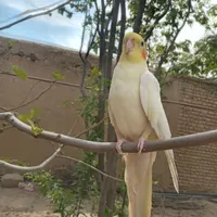 عروس هلندی گمشده|پرنده|کنگاور, |دیوار
