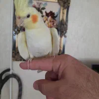 عروس هلندی کاملا رام و دستی