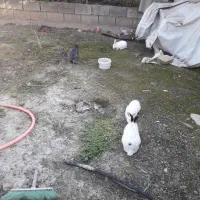 واگذاری خرگوش