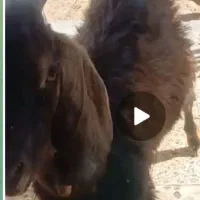 بزغاله