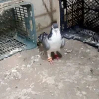 کفتر ساده دم نر