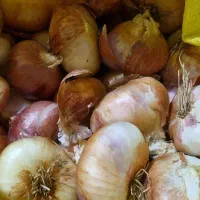 فروش پیاز خوراکی محلی