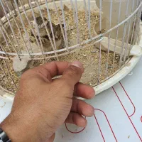 سهره خاکی سهره قناری  گلبسر بلدرچین کوهی