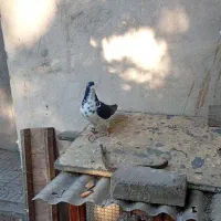 کبوتر چپ