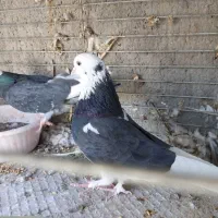 کفتر مایه  خال قدیم  گنجه بر