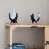 کلاغ کربلایی|پرنده|مشهد, شهرک شیرین|دیوار