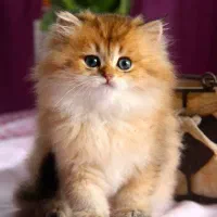 بریتیش بلو شجره‌دار|گربه|اراک, |دیوار