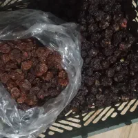 آلوچه مراغه|خوردنی و آشامیدنی|میاندوآب, |دیوار