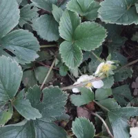 نشا توت فرنگی