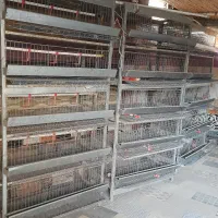 قفسه بلدرچین