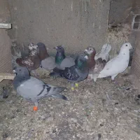 ۷ تا کبوتر پرشی