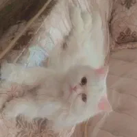 گربه پرشین سفید