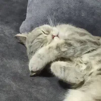 گربه اسکاتیش بریتیش|گربه|ابریشم, |دیوار