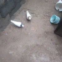 کفتر طوقی  تنظیم بدون خال اضافه