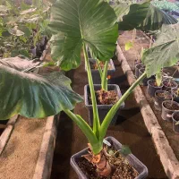 انواع گیاهان آپارتمانی|گل و گیاه طبیعی|کرج, شهرک اوج|دیوار