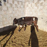 تلیسه گوساله ماده