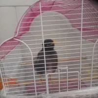 مینا|پرنده|مشکین‌دشت, |دیوار